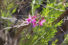 Lathyrus vestitus alefeldii