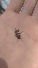 Pterostichus burmeisteri