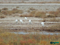 Egretta garzetta