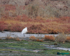 Egretta garzetta