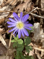 Anemonoides apennina