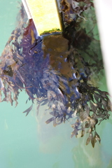 Fucus vesiculosus