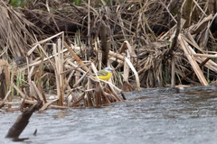 Motacilla flava beema