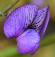 Lathyrus angulatus