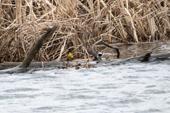 Motacilla flava beema