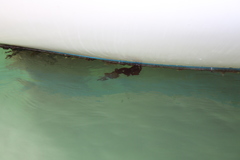 Undaria pinnatifida
