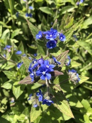 Pentaglottis sempervirens