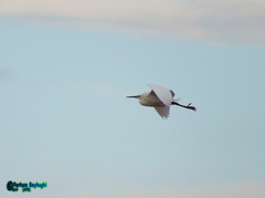 Ardea alba