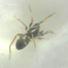 Phrurolithus