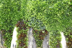 Bryophyta