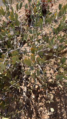 Simmondsia chinensis