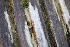 Bryophyta