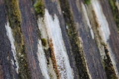 Fungi