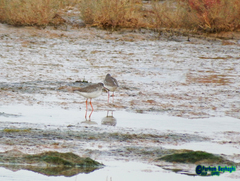 Tringa totanus