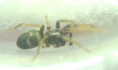 Phrurolithus