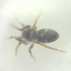 Phrurolithus