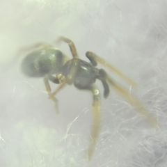 Phrurolithus