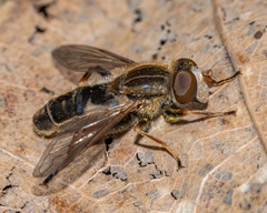 Anasimyia bilinearis
