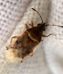 Kleidocerys resedae