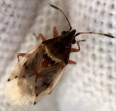 Kleidocerys resedae
