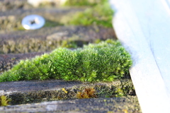 Bryophyta