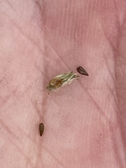 Cryptantha wigginsii