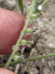 Cryptantha wigginsii