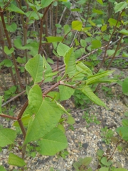 Reynoutria japonica