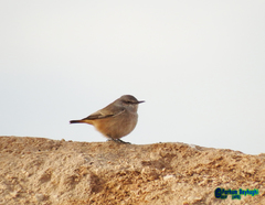 Oenanthe chrysopygia