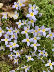 Houstonia serpyllifolia