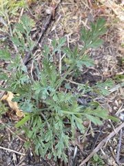 Eschscholzia californica
