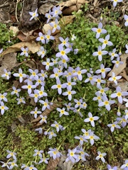 Houstonia serpyllifolia