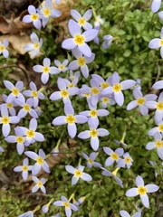 Houstonia serpyllifolia