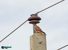 Falco tinnunculus