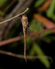 Austrocordulia refracta