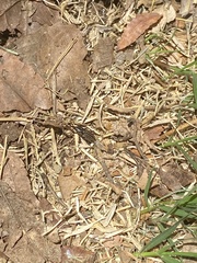 Sphenophorus australis