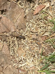 Sphenophorus australis