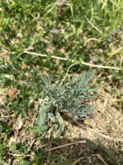 Eschscholzia californica