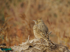 Galerida cristata