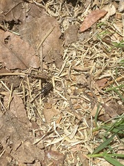 Sphenophorus australis