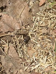 Sphenophorus australis