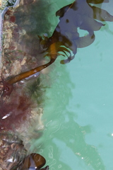 Undaria pinnatifida