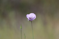 Calochortus splendens