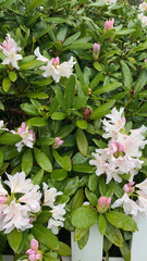 Rhododendron