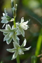 Ornithogalum boucheanum