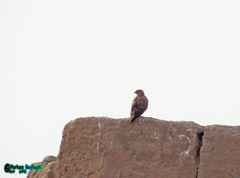Buteo rufinus