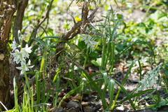 Ornithogalum boucheanum