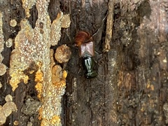 Hesperus baltimorensis