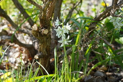 Ornithogalum boucheanum