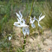 Cyphia volubilis - Photo (c) Anneke van Breda, algunos derechos reservados (CC BY-NC), subido por Anneke van Breda